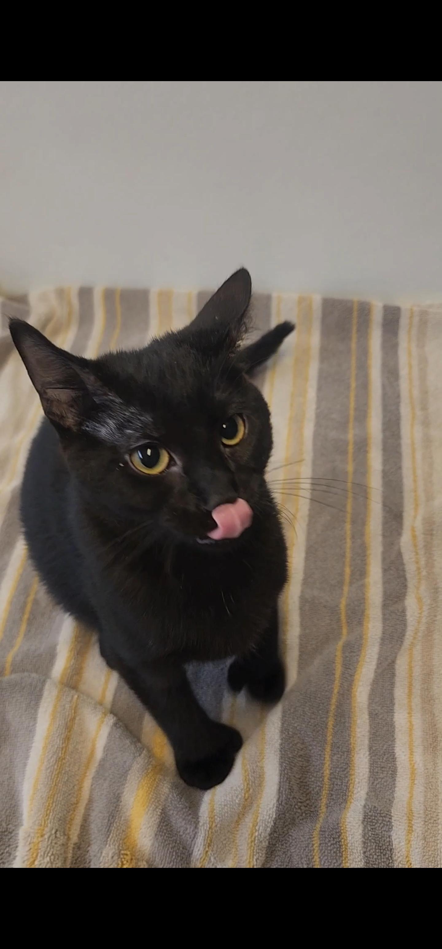 Enlarge Bonnie, a ADOPTABLE Domestic Short Hair in Tama, IA image 2/2