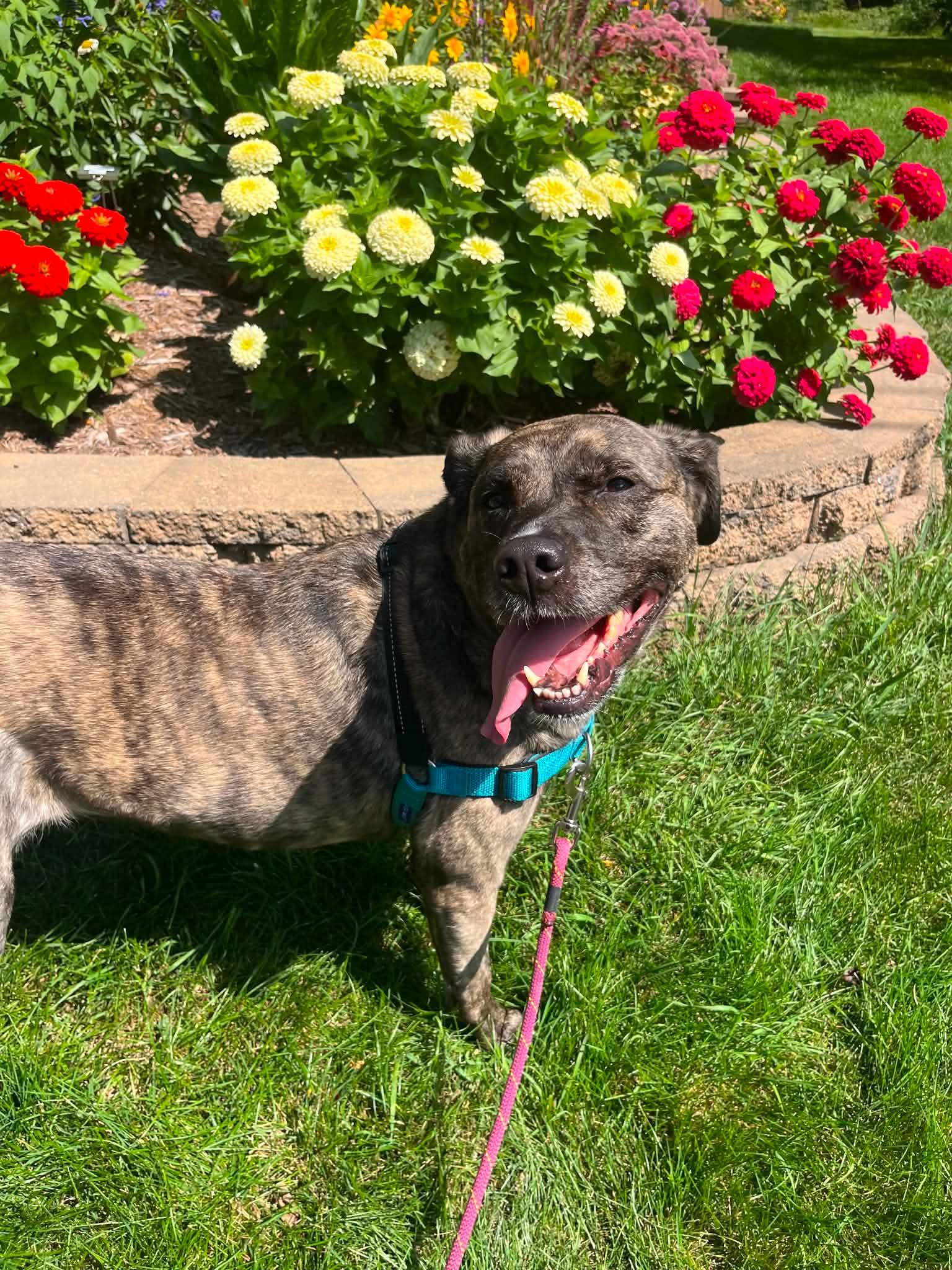 Enlarge Hazel, a Adopted Mixed Breed in Whitewater, WI image 4/6
