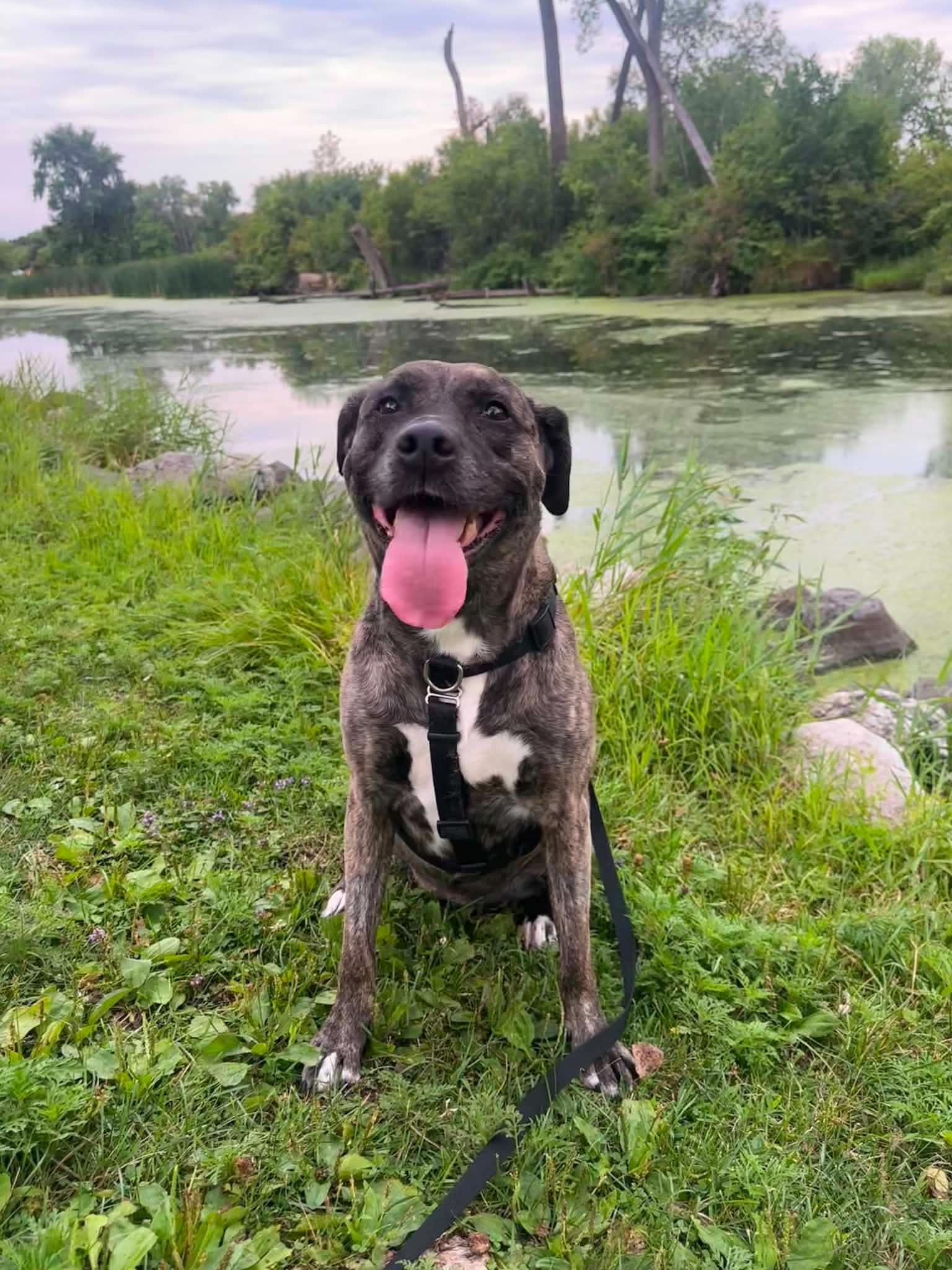 Hazel, Adopted, Senior Female Mixed Breed.