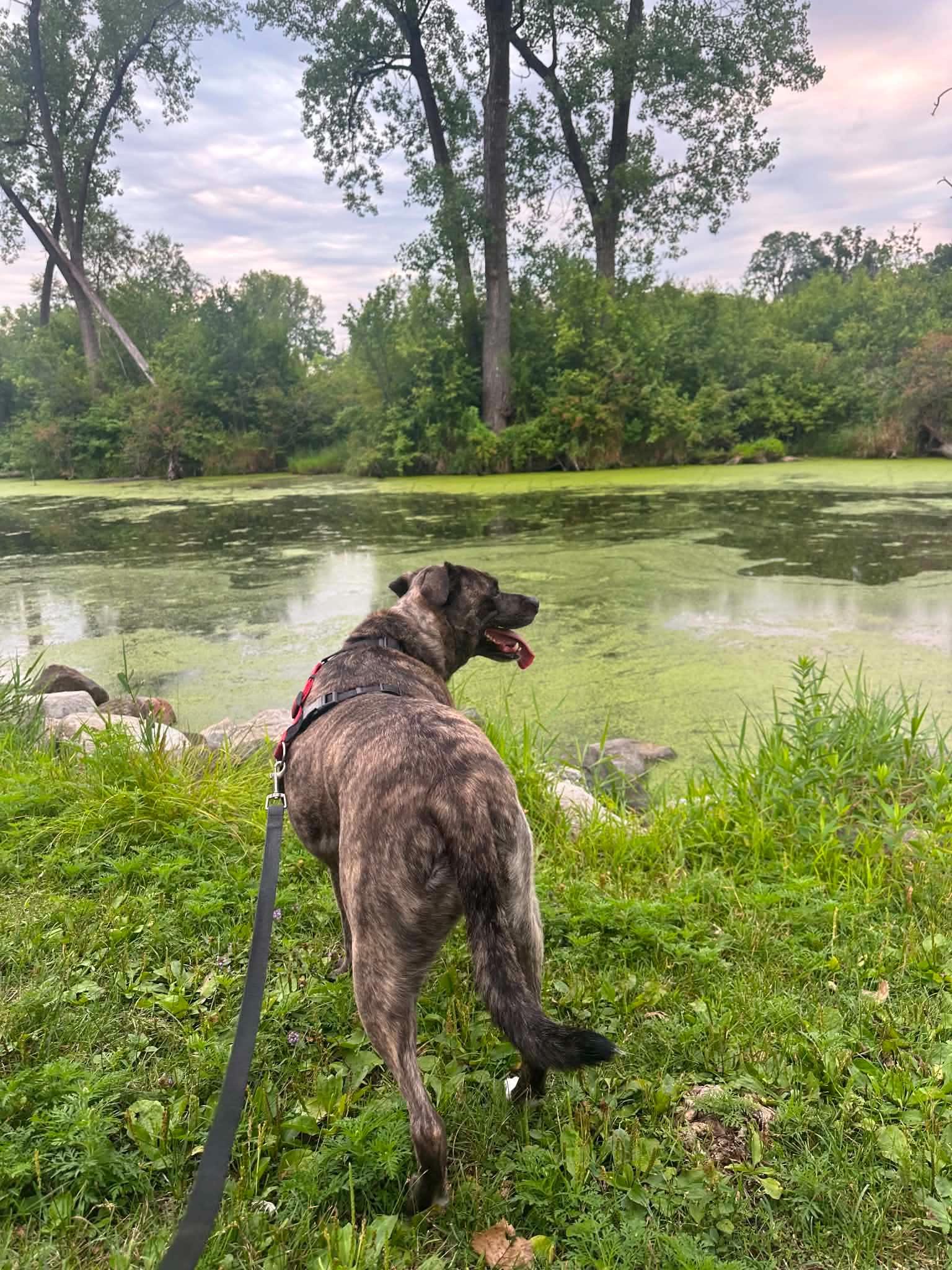 Enlarge Hazel, a Adopted Mixed Breed in Whitewater, WI image 6/6