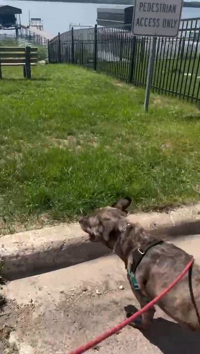 Enlarge Hazel, a Adopted Mixed Breed in Whitewater, WI video 5/6