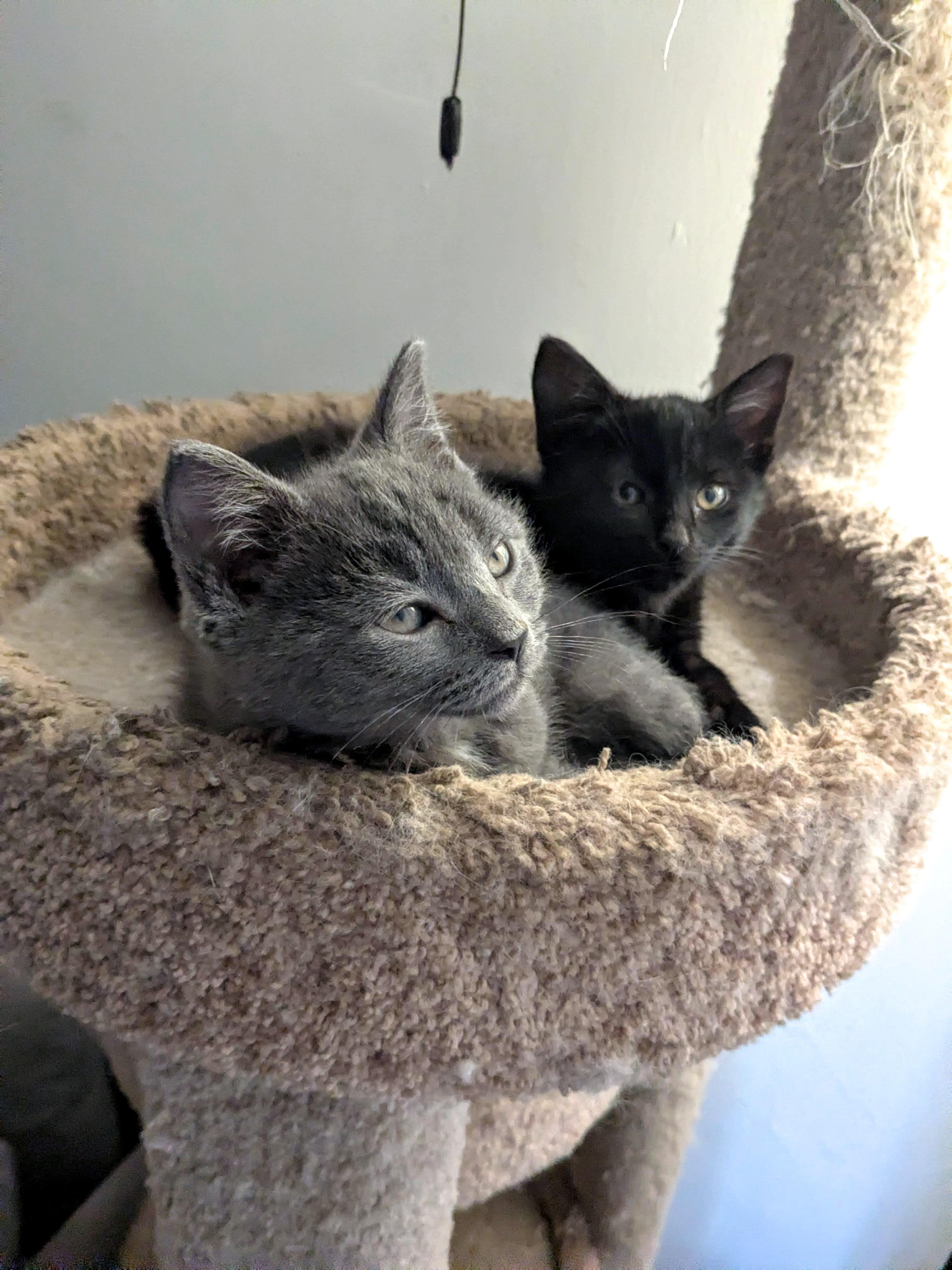 Bupkis, an adopted American Shorthair in Brooklyn, NY image 1/5