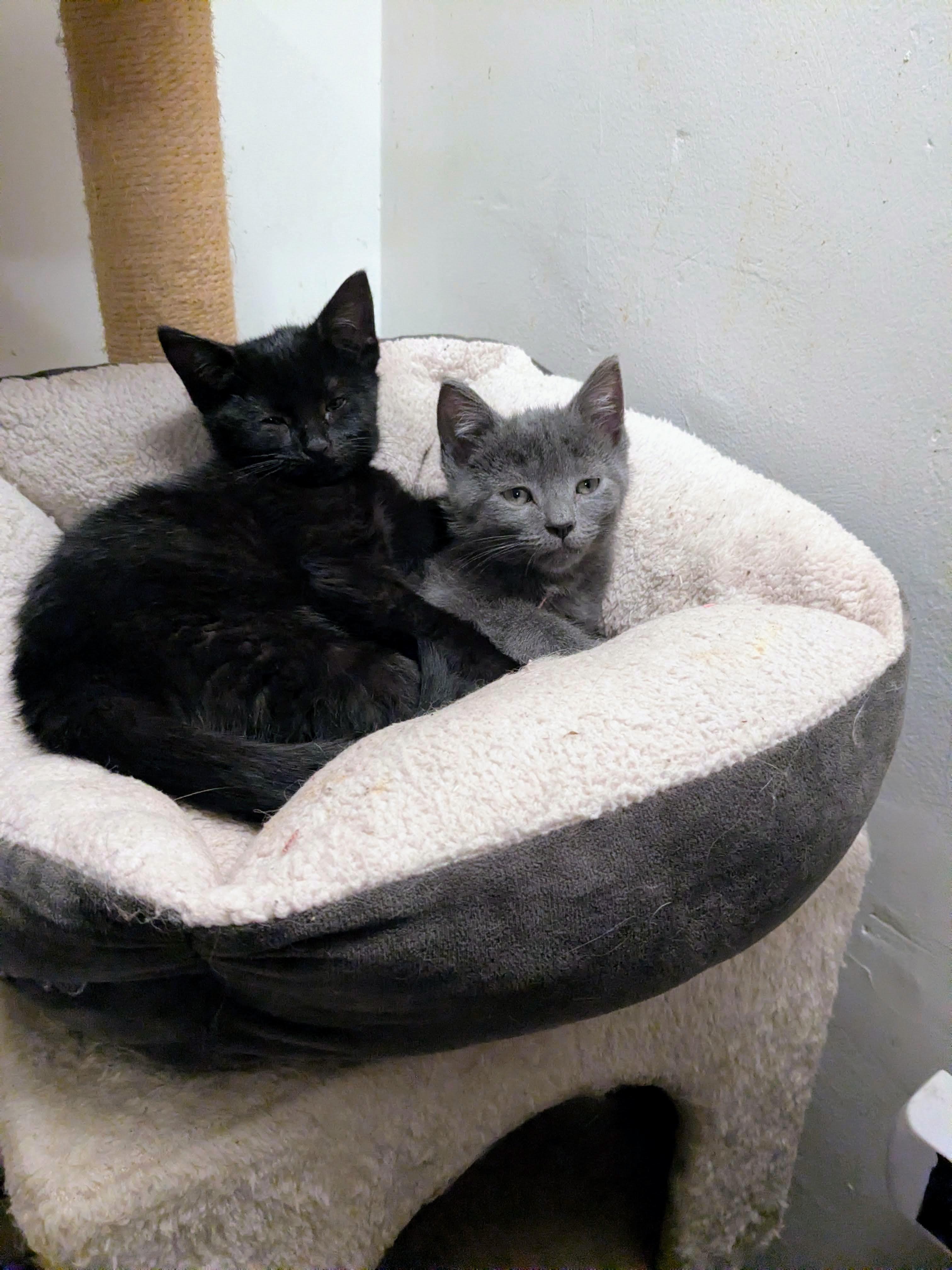 Bupkis, an adopted American Shorthair in Brooklyn, NY image 2/5