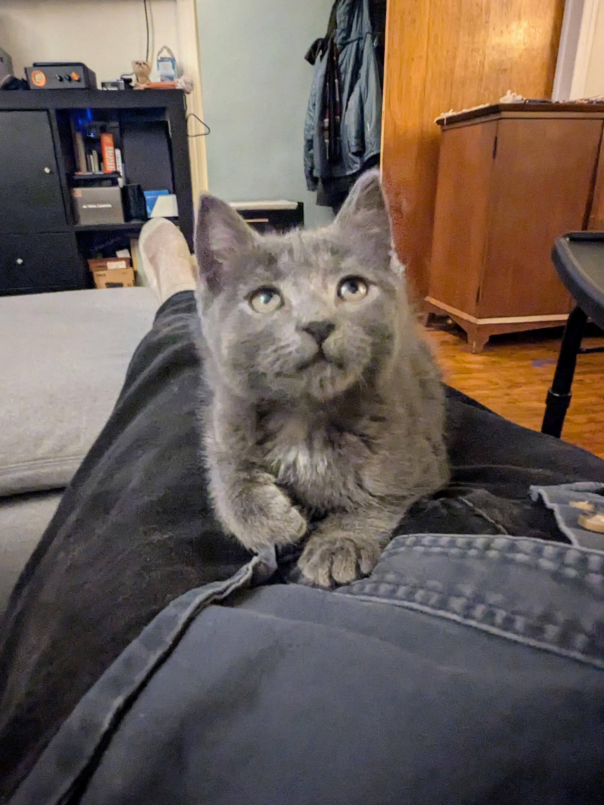 Bupkis, an adopted American Shorthair in Brooklyn, NY image 3/5