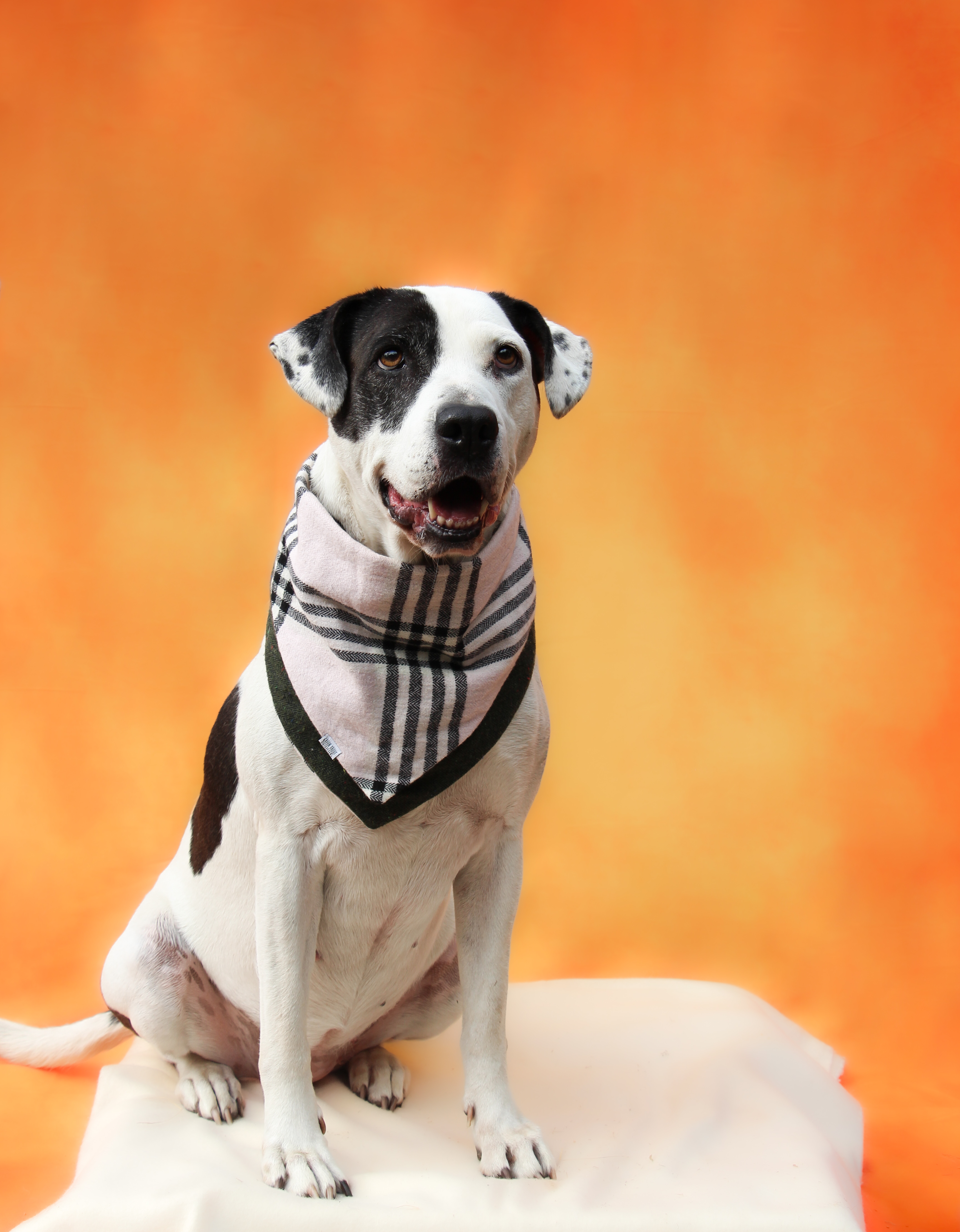 Opal, Adoptable, Adult Female Pointer & Pit Bull Terrier.