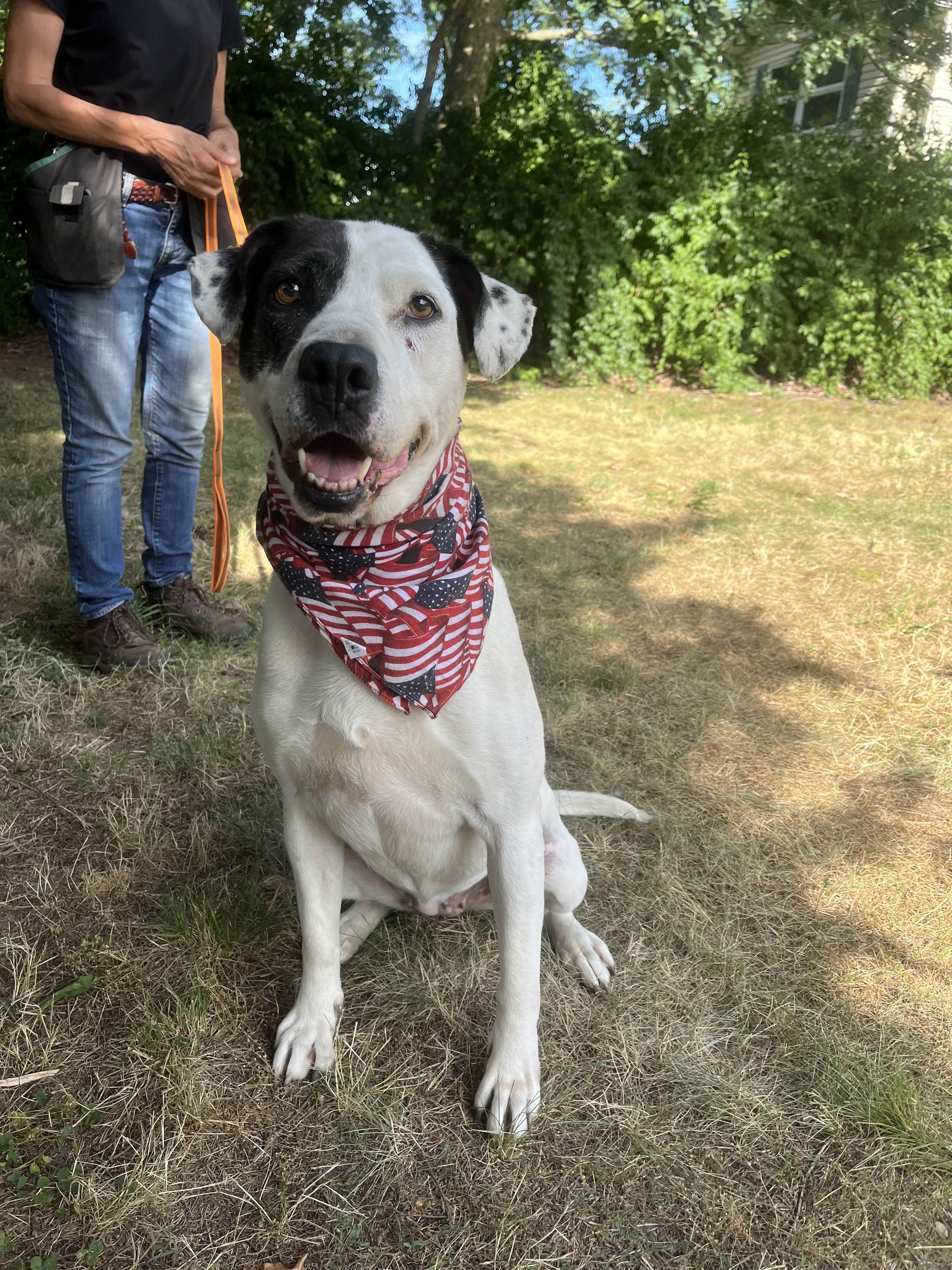 Enlarge Opal, a Adoptable mixed breed in Hampton Bays, NY image 2/5