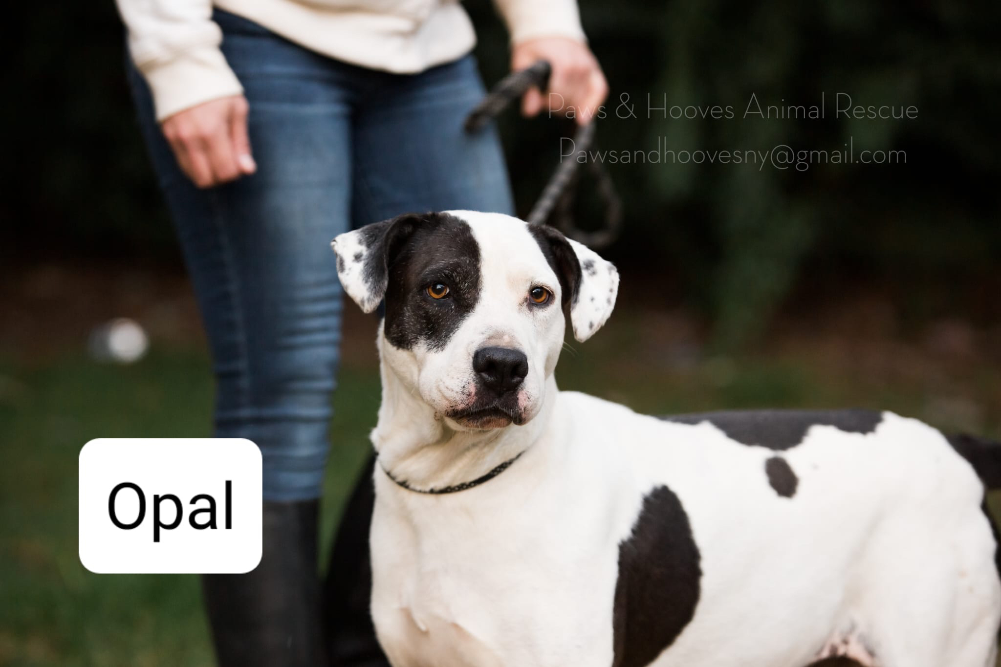 Enlarge Opal, a Adoptable mixed breed in Hampton Bays, NY image 4/5