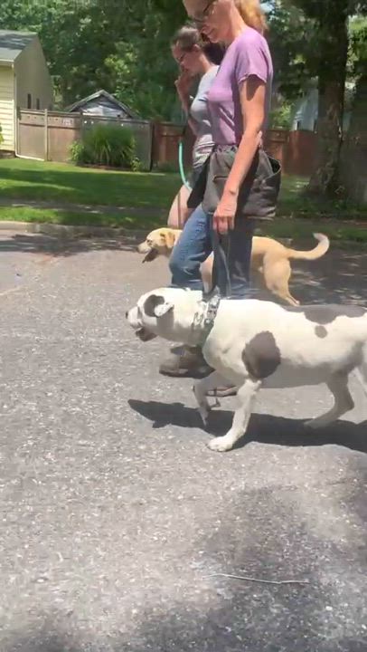 Enlarge Opal, a Adoptable mixed breed in Hampton Bays, NY video 5/5