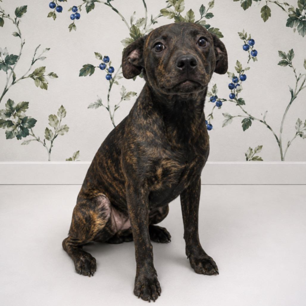 Kid Cuisine, Adoptable, Young Female Hound & Labrador Retriever.