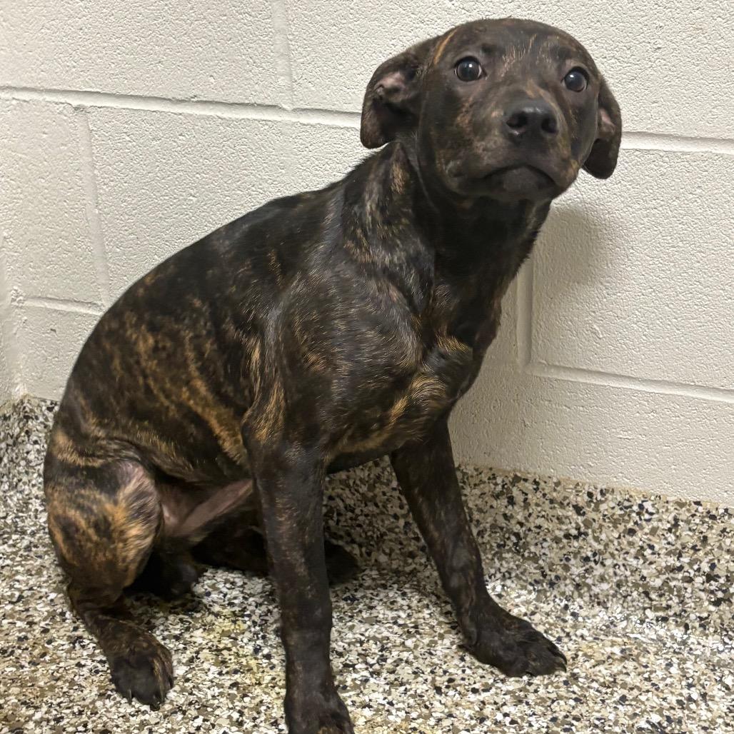 Enlarge Kid Cuisine, a Adoptable mixed breed in Morganton, NC image 2/2