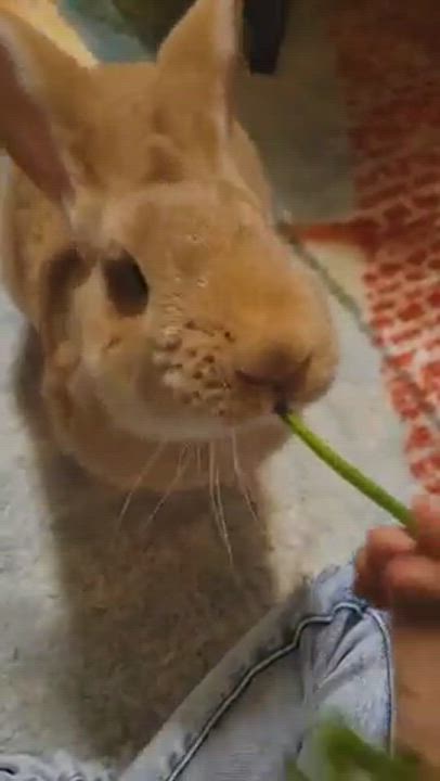 Enlarge Butterscotch, a Adopted Flemish Giant in Wilkes-Barre, PA video 3/5