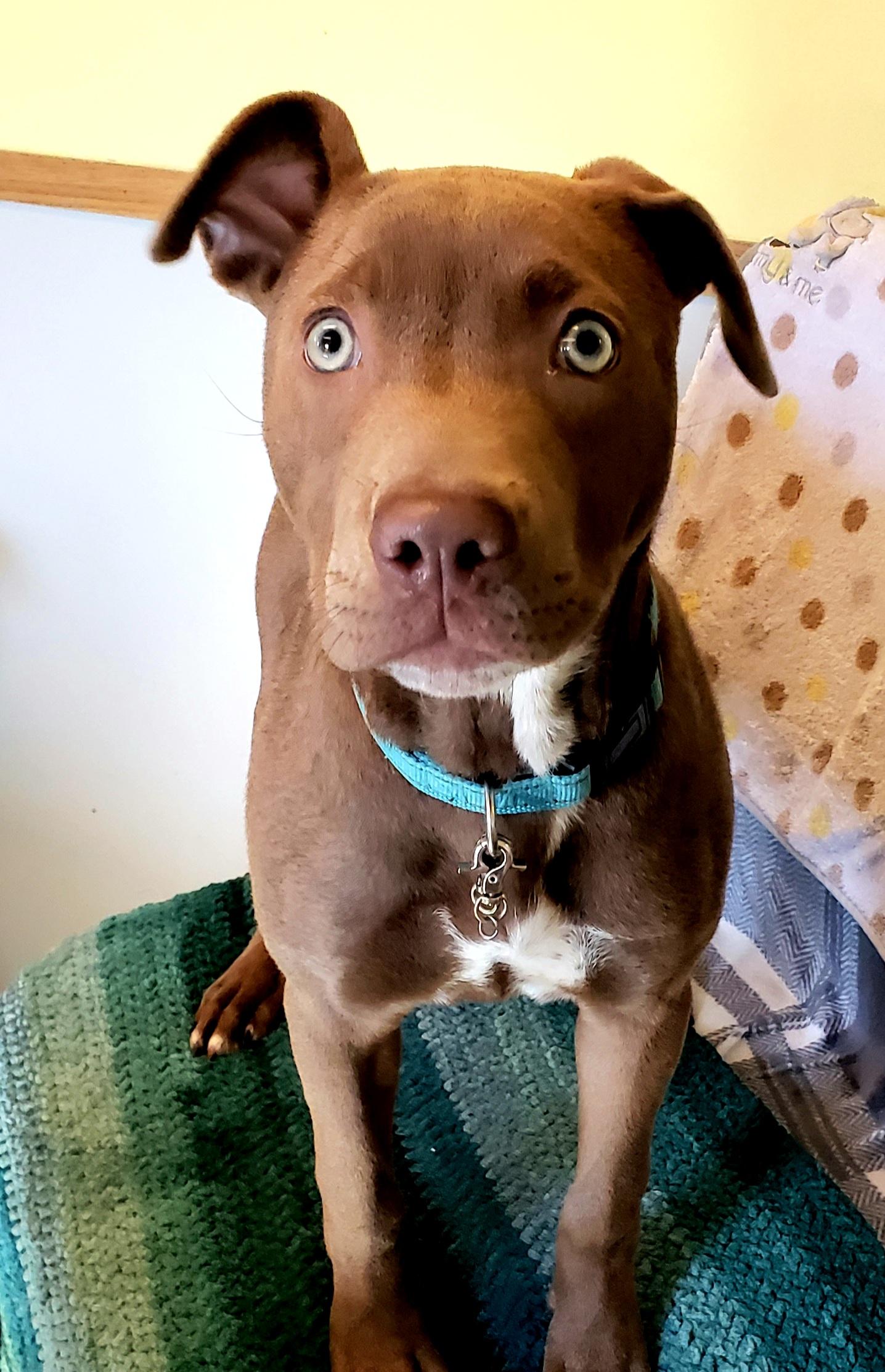 Peanut, ADOPTABLE, Young Female Boxer.