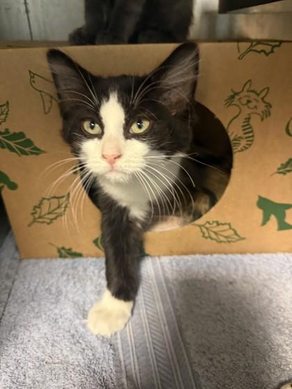 Dragon, Adoptable, Kitten Male Domestic Medium Hair.