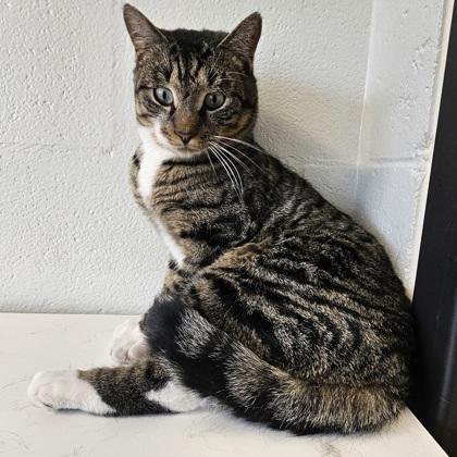 Jingles, Adoptable, Adult Male Domestic Short Hair & Domestic Short Hair.