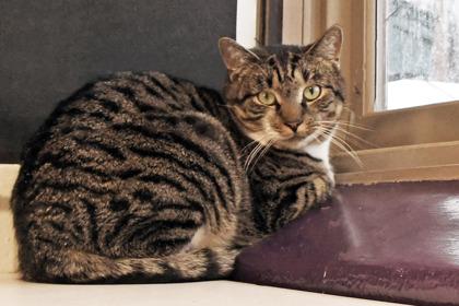 Enlarge Jingles, a Adoptable mixed breed in Scotia, NY image 2/3