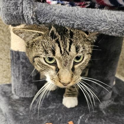 Enlarge Jingles, a Adoptable mixed breed in Scotia, NY image 3/3