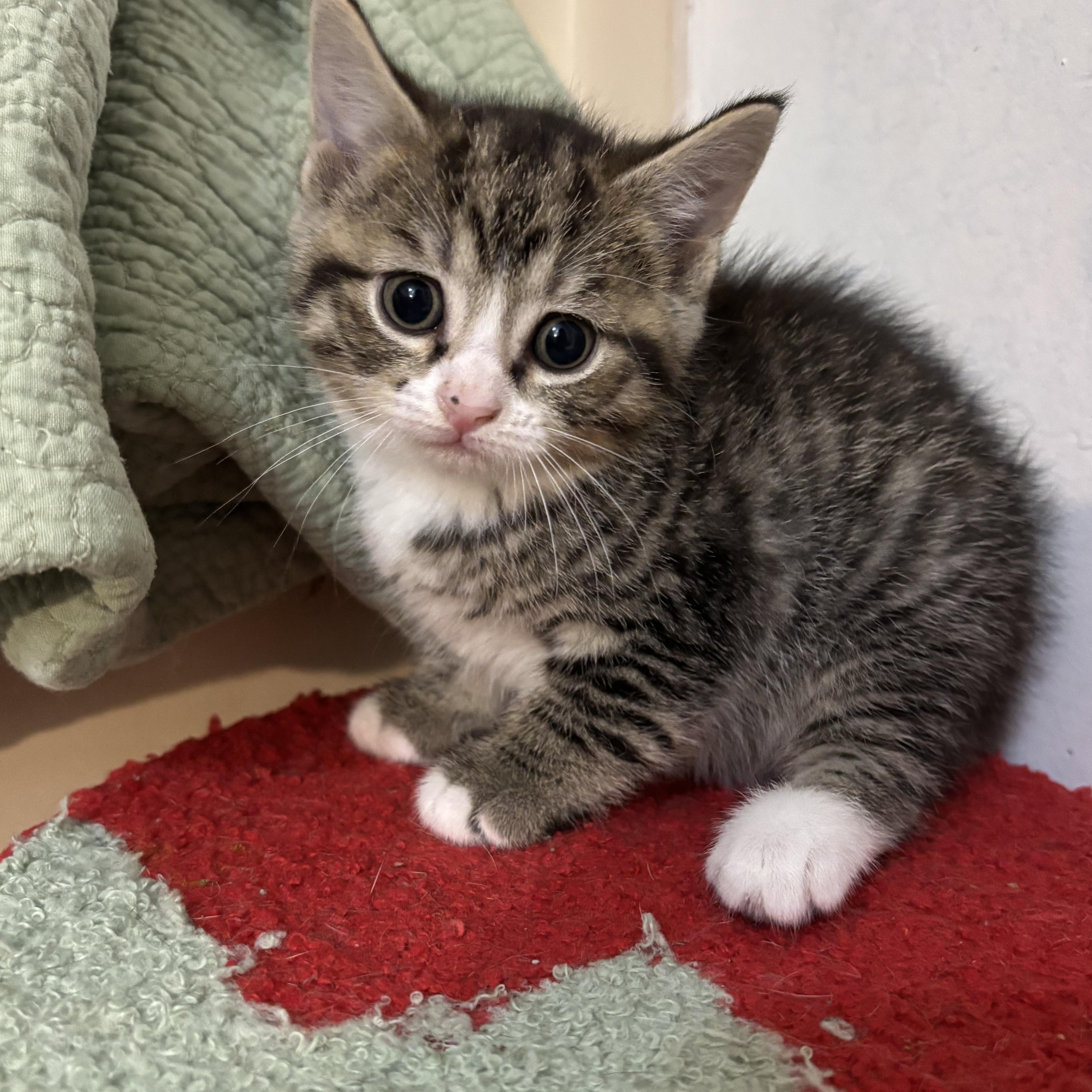 Donna, Baby Female Domestic Short Hair