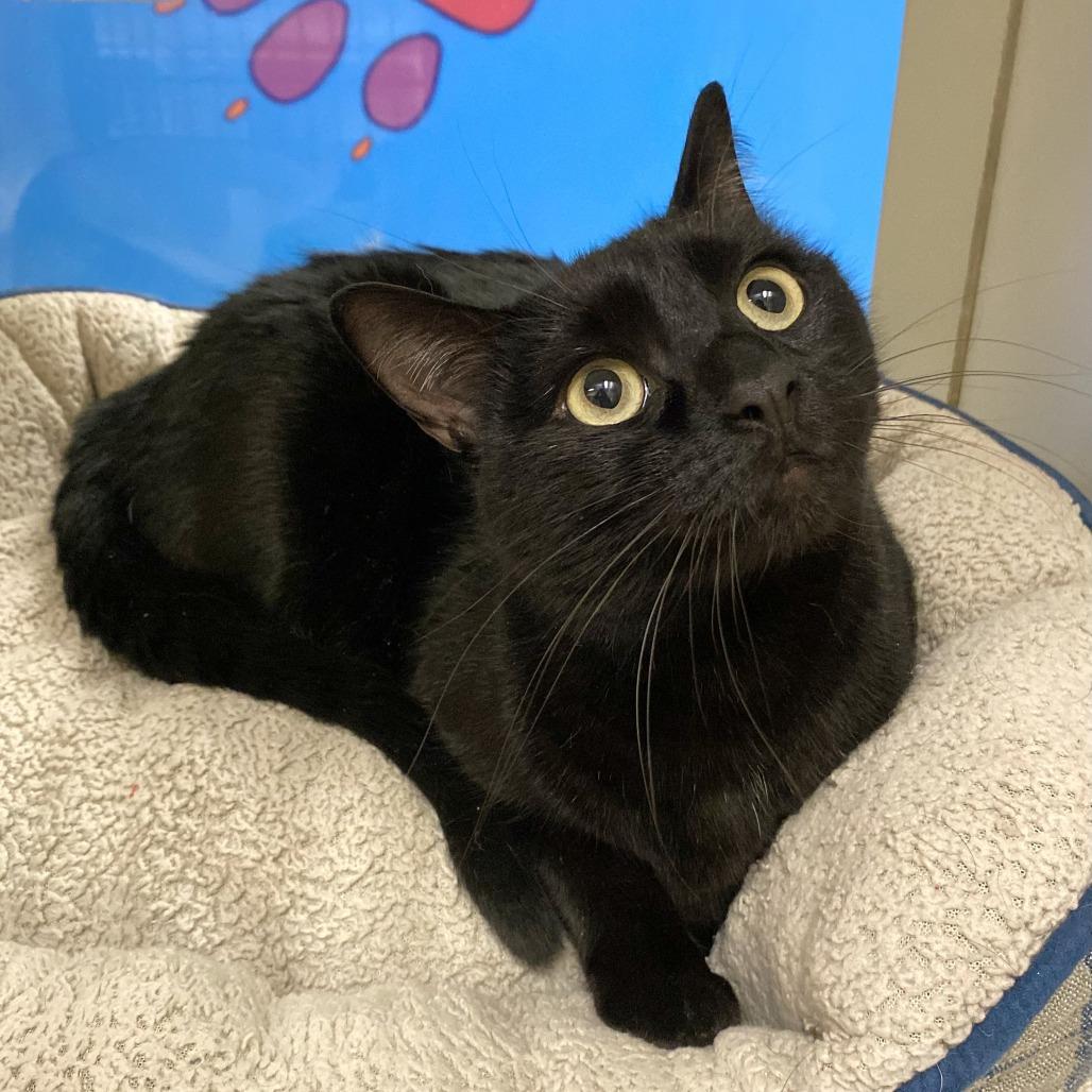 Urchin, Adoptable, Adult Female Domestic Short Hair.