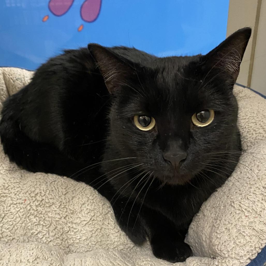Enlarge Urchin, a Adoptable Domestic Short Hair in Cheyenne, WY image 2/2
