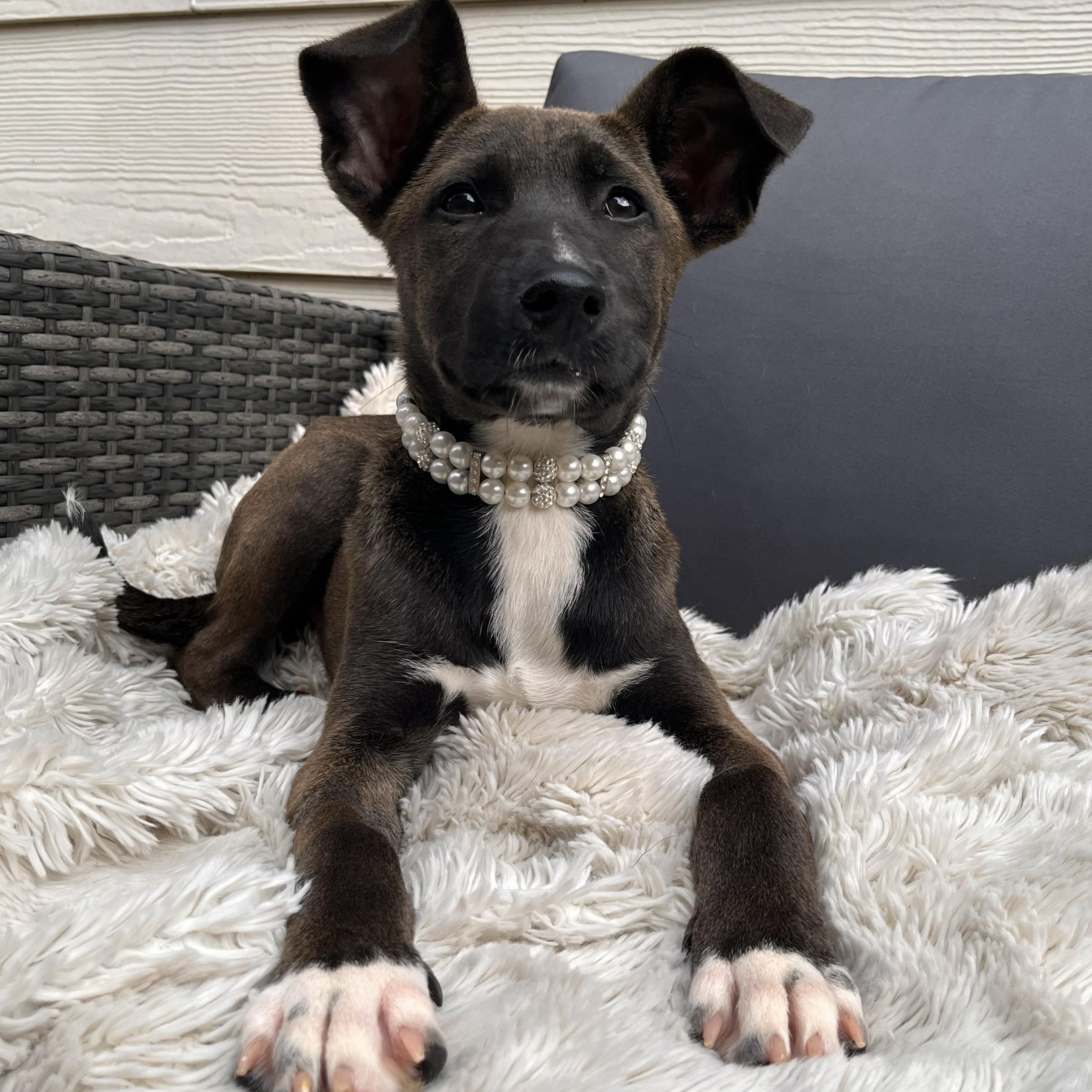 Maracas — thumbnail 4