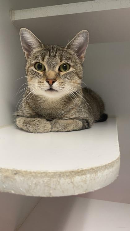 Clarissa, Adoptable, Adult Female Domestic Short Hair & Domestic Short Hair.