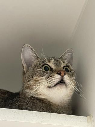 Clarissa, Adoptable, Adult Female Domestic Short Hair & Domestic Short Hair.