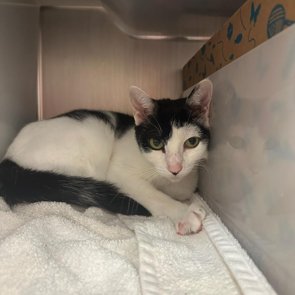 Enlarge Cow Kitty, a Adoptable Domestic Short Hair in Santa Barbara, CA image 1/2