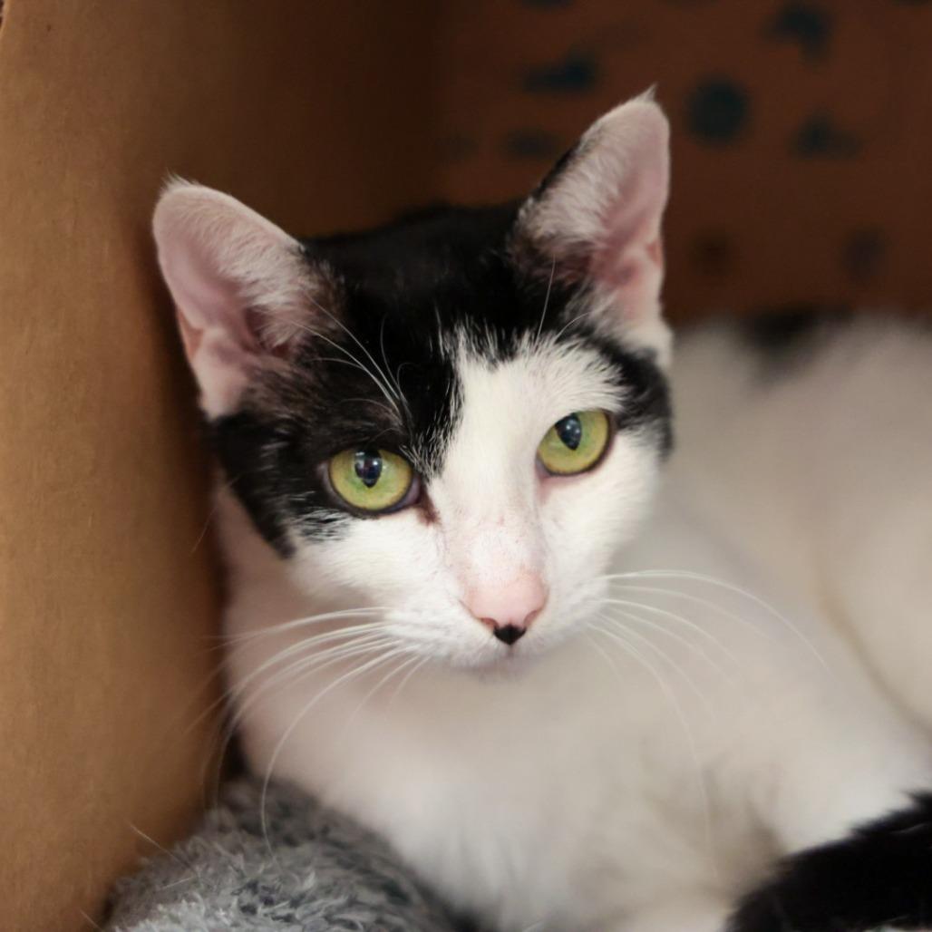 Enlarge Cow Kitty, a Adoptable Domestic Short Hair in Santa Barbara, CA image 2/2
