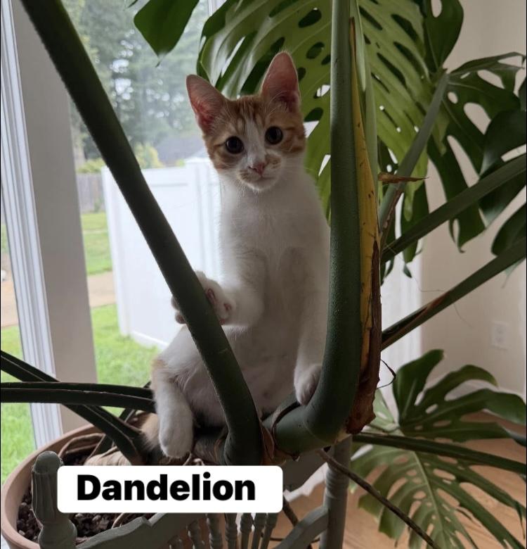 Dandelion, Adoptable, Kitten Male Domestic Short Hair.