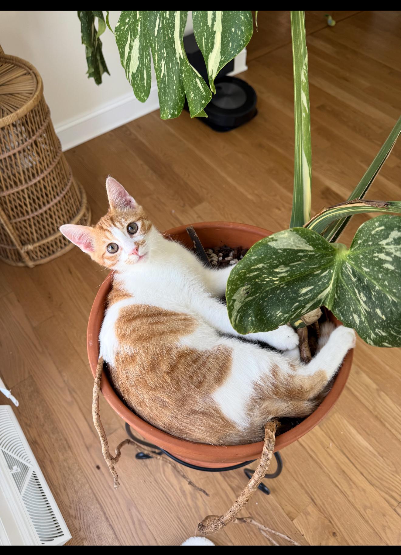 Enlarge Dandelion, a Adoptable Domestic Short Hair in Turnersville, NJ image 2/2