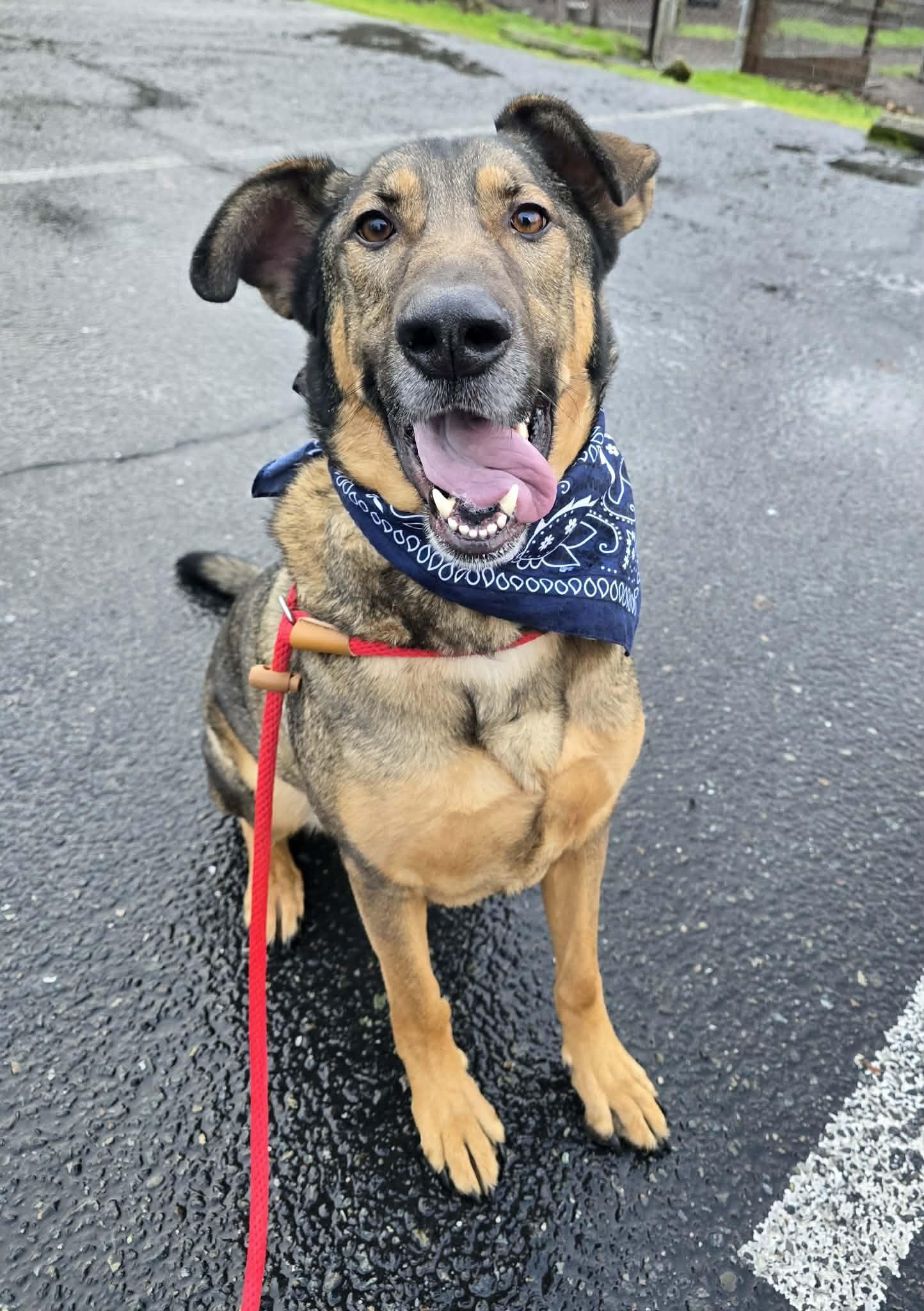 Flint, ADOPTABLE, Adult Male German Shepherd Dog & Mixed Breed.