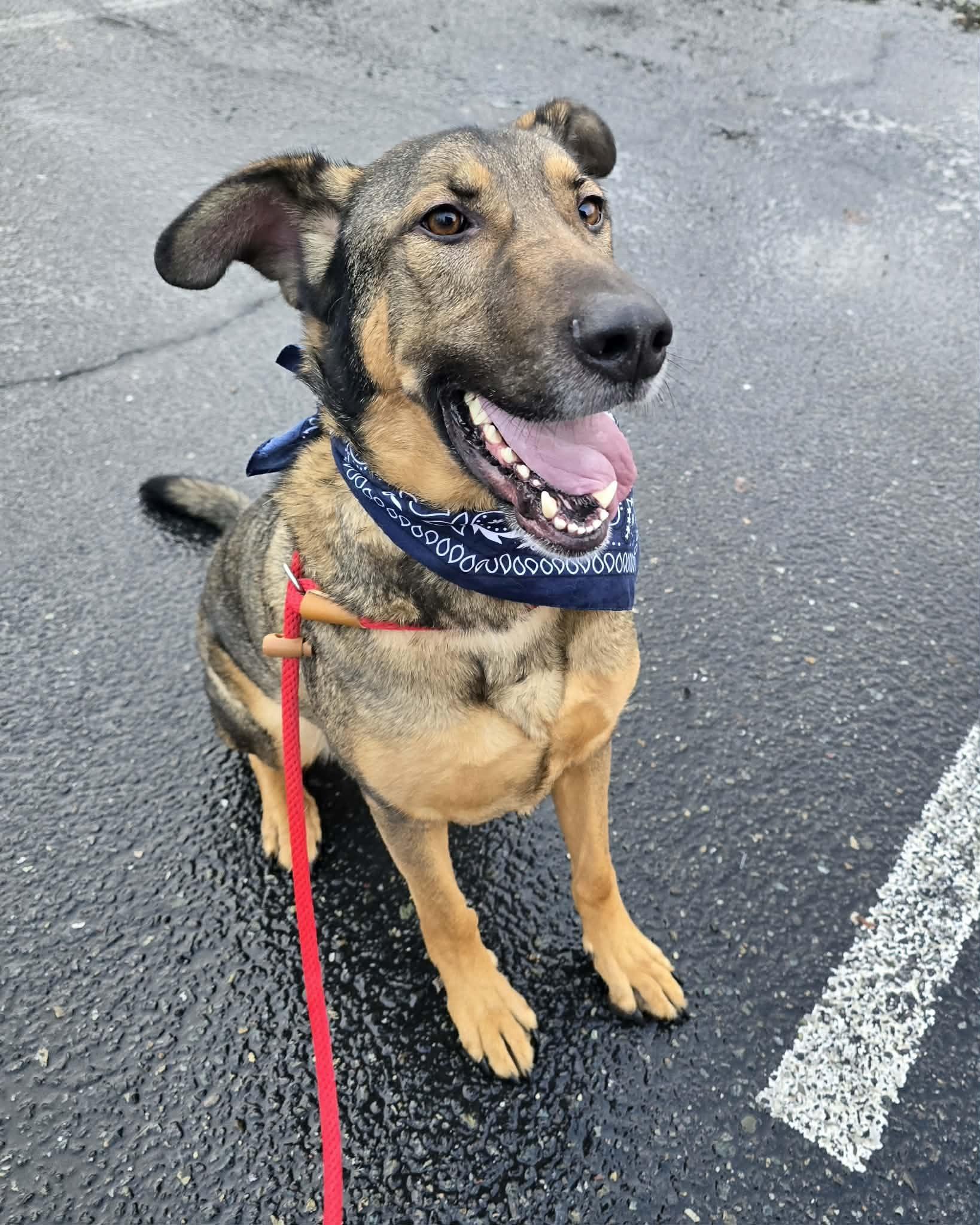 Enlarge Flint, a ADOPTABLE mixed breed in Grants Pass, OR image 2/5