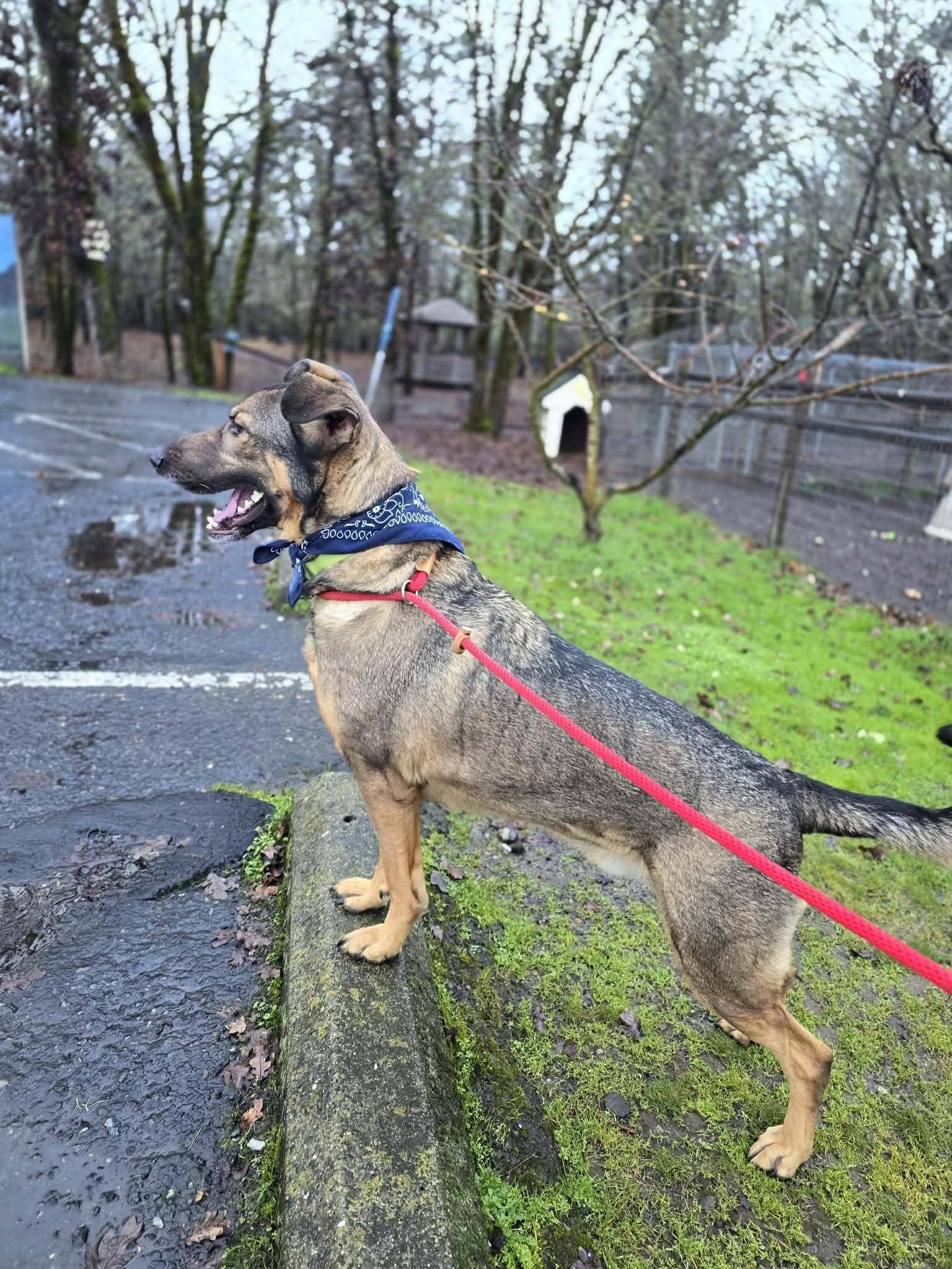 Enlarge Flint, a ADOPTABLE mixed breed in Grants Pass, OR image 5/5