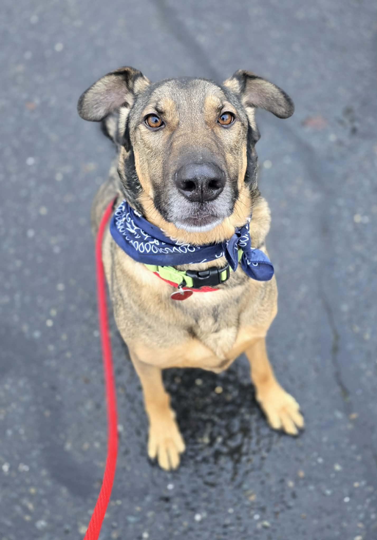 Enlarge Flint, a ADOPTABLE mixed breed in Grants Pass, OR image 4/5