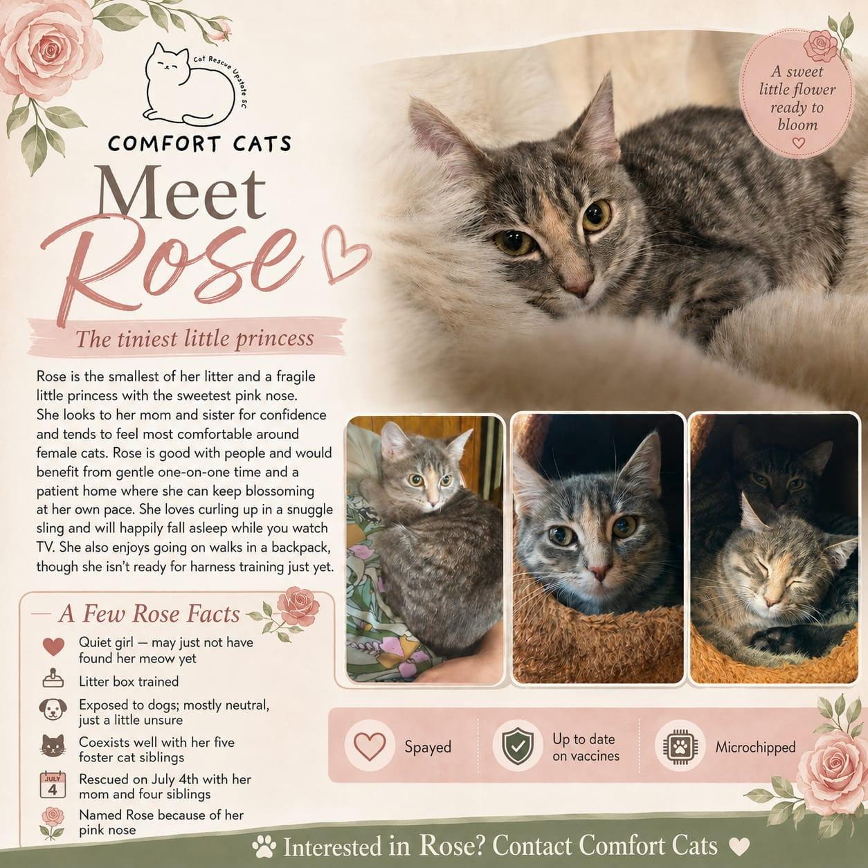 Enlarge Rose, a Adoptable Domestic Short Hair in Moore, SC image 1/1