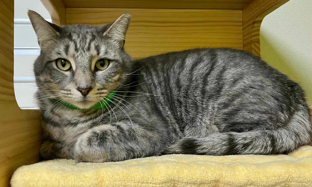 Tulla, adopted, Young Male Domestic Short Hair.