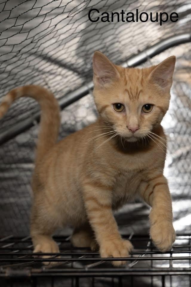 Enlarge Kitten: Cantaloupe *Featured at the Petco in Ellicott City, MD*, a Adoptable Domestic Short Hair in catonsville , MD image 2/3