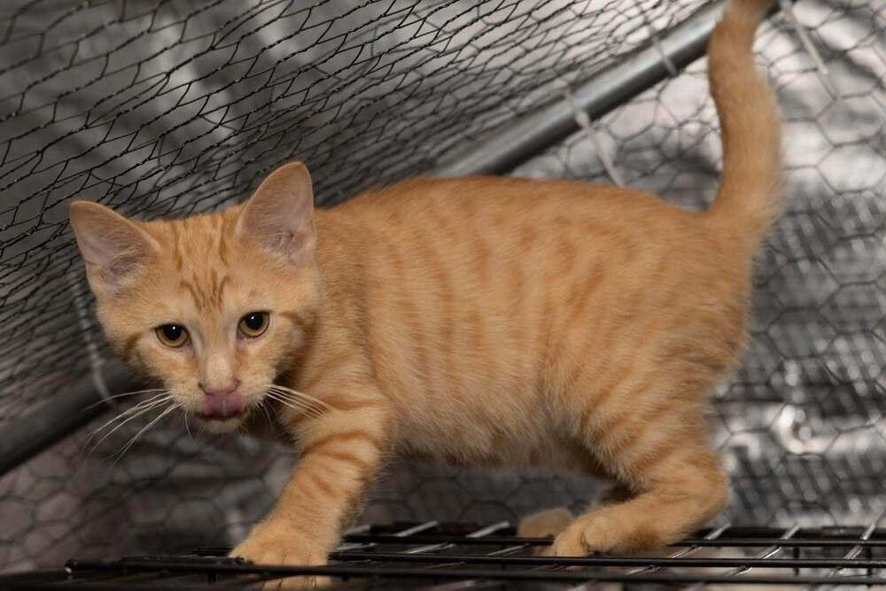 Enlarge Kitten: Cantaloupe *Featured at the Petco in Ellicott City, MD*, a Adoptable Domestic Short Hair in catonsville , MD image 3/3