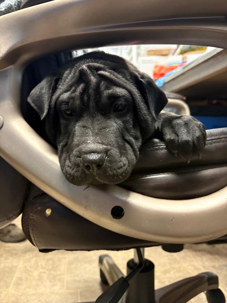 Enlarge Demogorgon, a Adoptable mixed breed in Reno, NV image 1/3