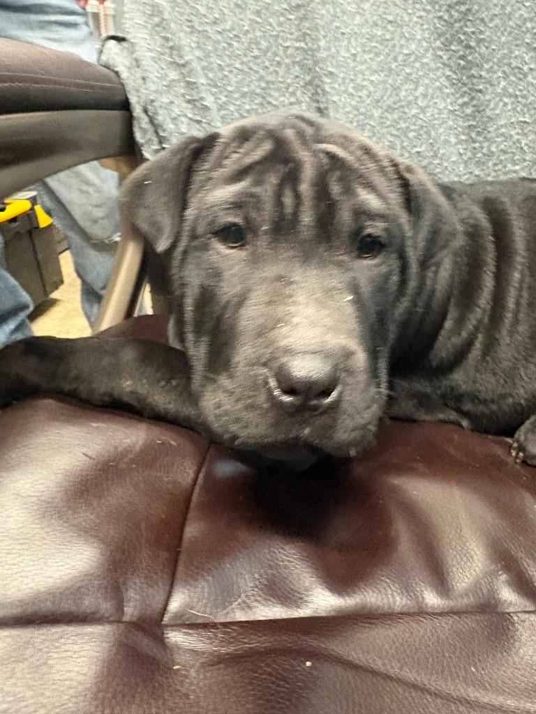 Enlarge Demogorgon, a Adoptable mixed breed in Reno, NV image 2/3