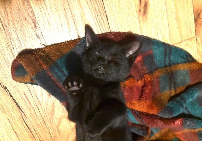 Pepper, a Adoptable Domestic Short Hair in North Babylon, NY image 2/6