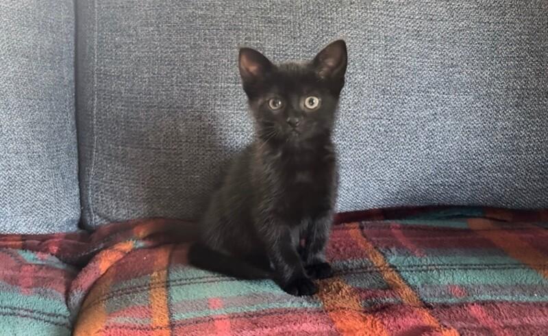 Pepper, a Adoptable Domestic Short Hair in North Babylon, NY image 4/6