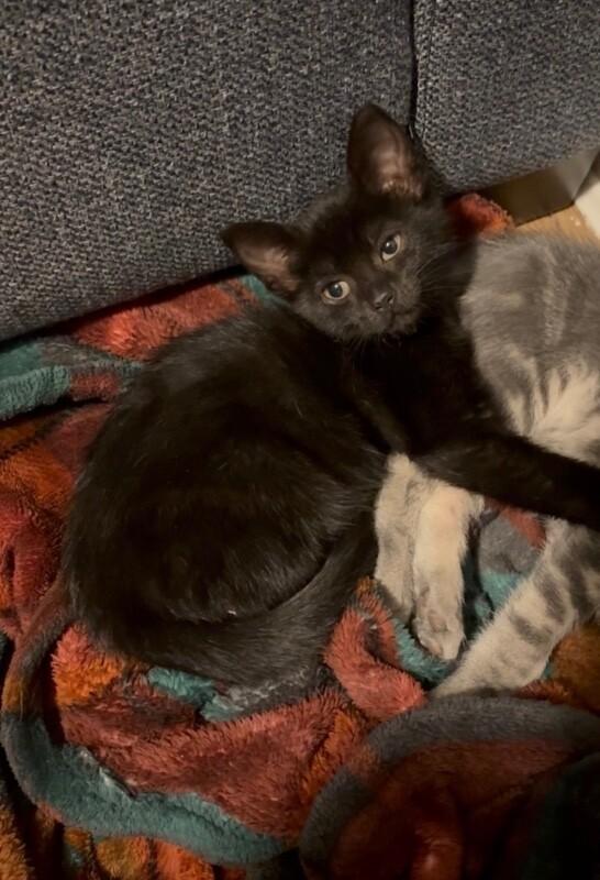 Pepper, a Adoptable Domestic Short Hair in North Babylon, NY image 5/6