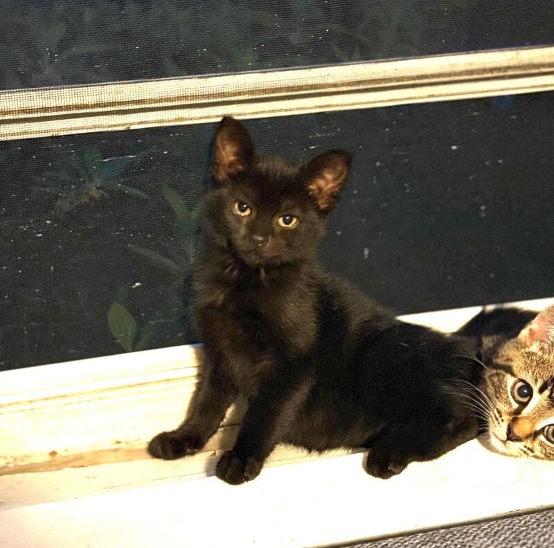 Pepper, a Adoptable Domestic Short Hair in North Babylon, NY image 6/6