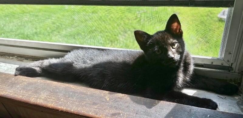 Pepper, a Adoptable Domestic Short Hair in North Babylon, NY image 5/5