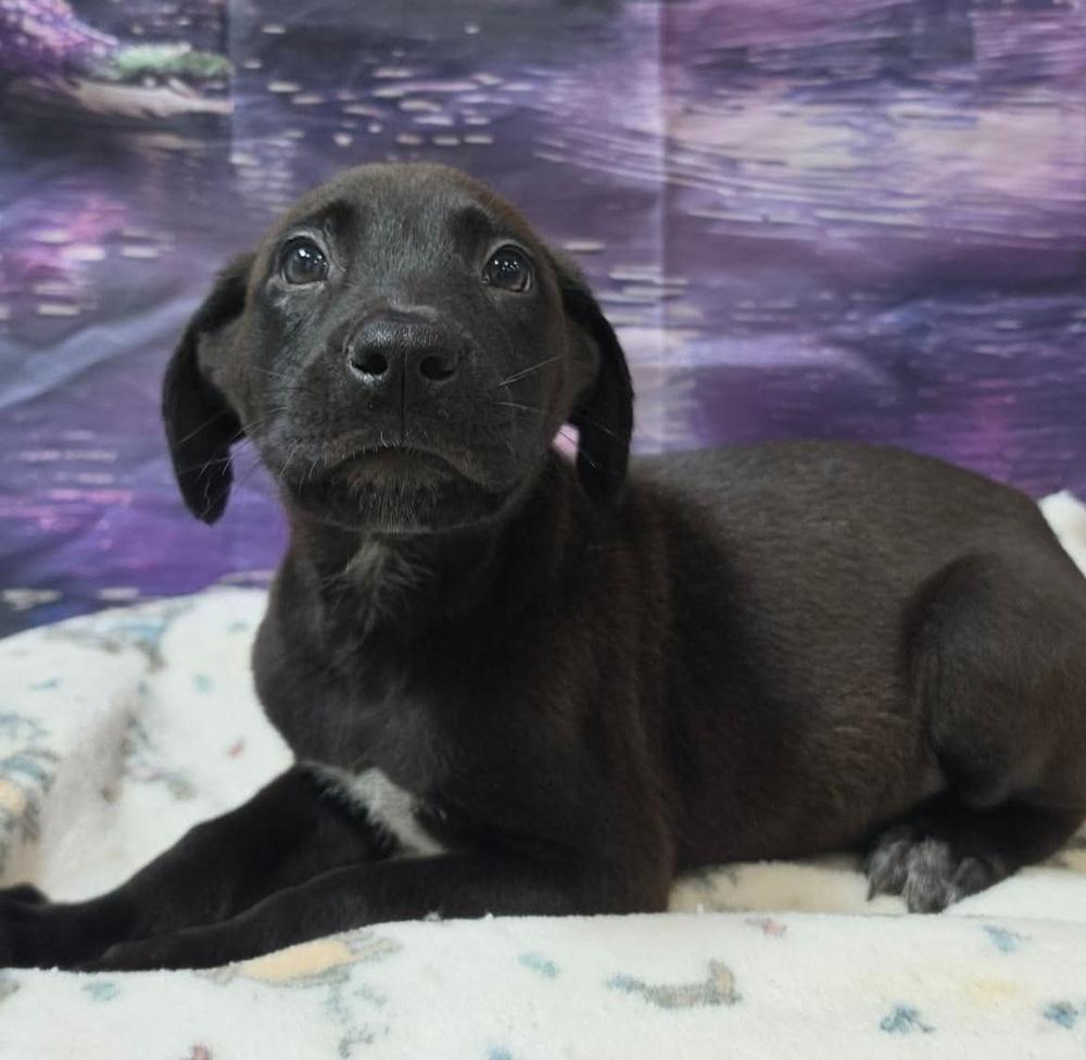 Gengar, Adopted, Puppy Male German Shepherd Dog & Labrador Retriever.