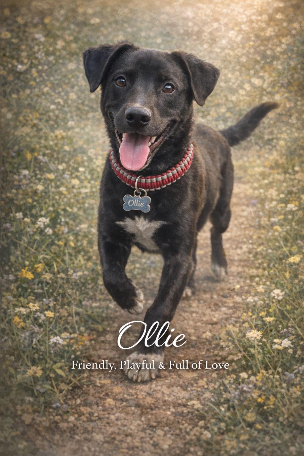 Ollie, a ADOPTABLE mixed breed in Livingston, TX image 2/3