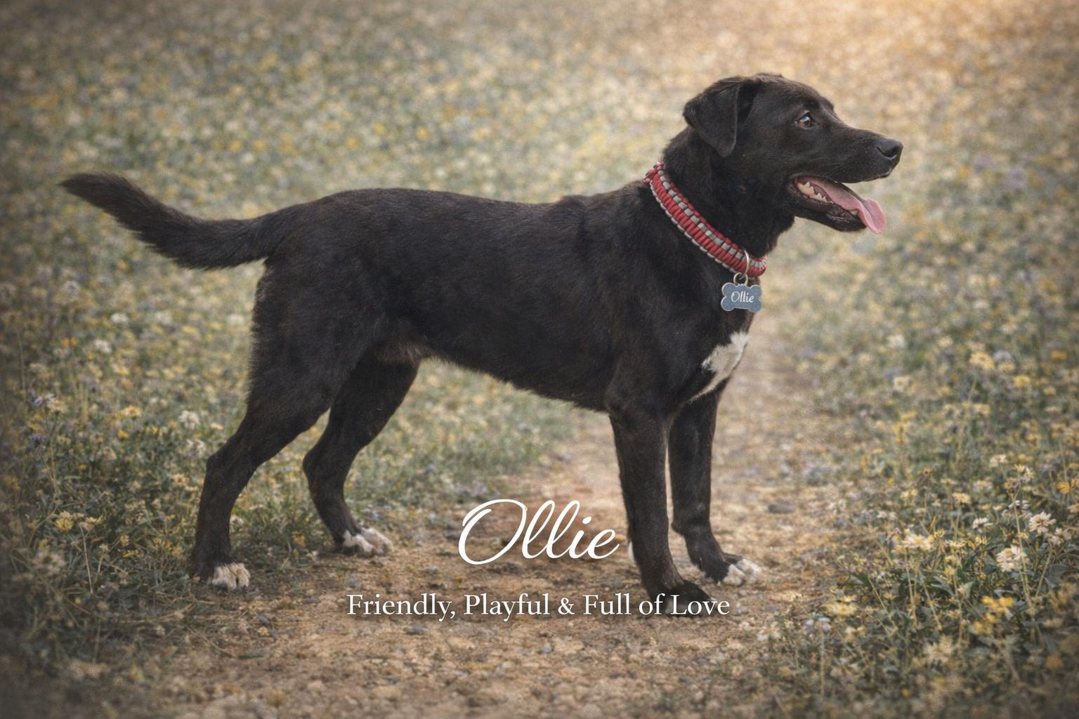Ollie, ADOPTABLE, Young Male Black Labrador Retriever.