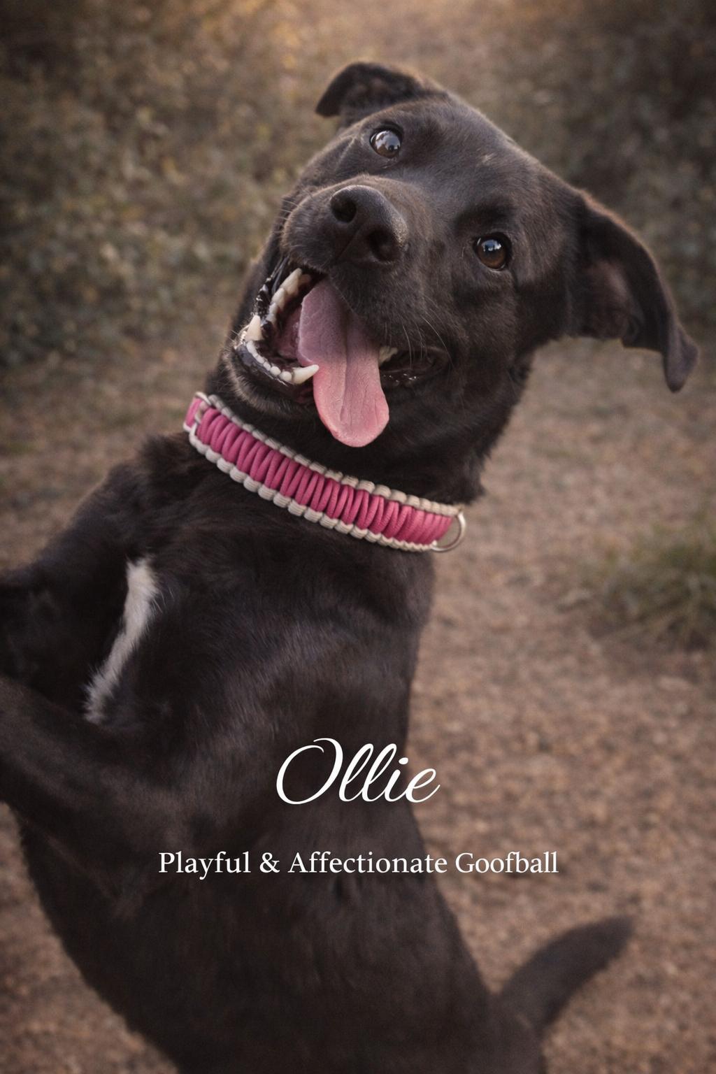 Ollie, a ADOPTABLE mixed breed in Livingston, TX image 3/3