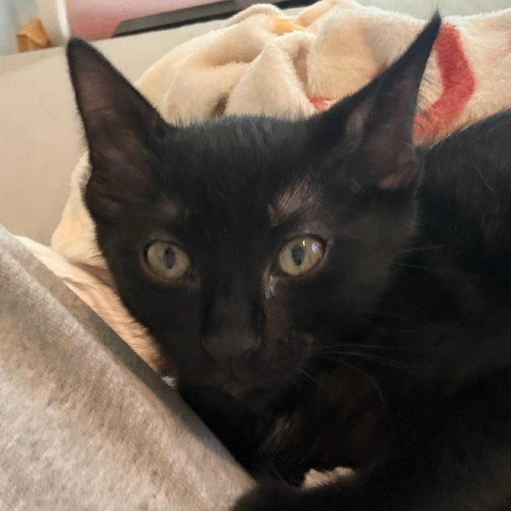 Enlarge Huck, a Adoptable Domestic Short Hair in Leander, TX image 1/3